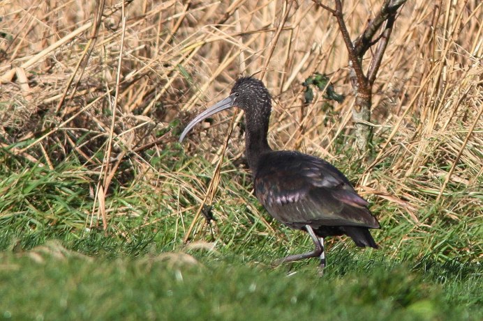 Каравайка (Plegadis falcinellus)