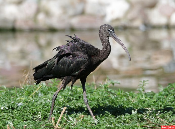 Каравайка (лат. Plegadis falcinellus)
