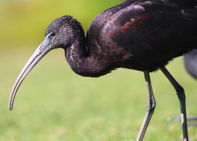 Glossy ibis