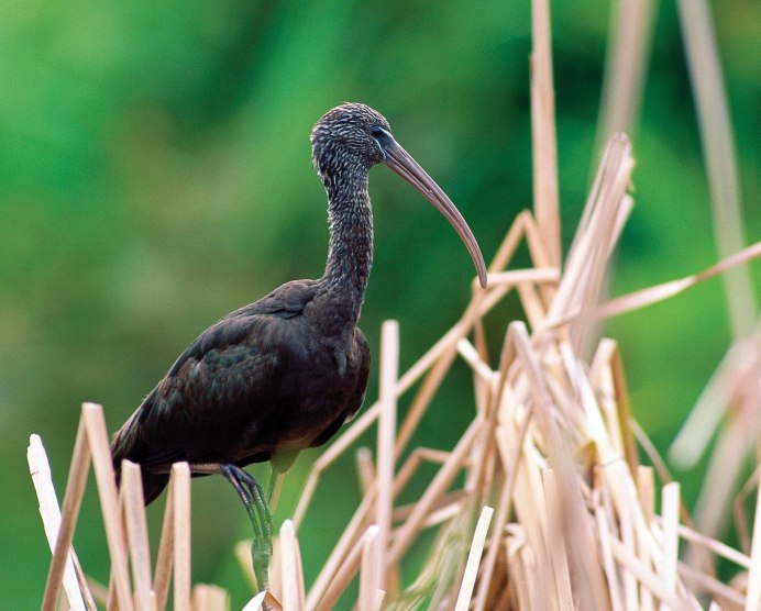 Каравайка (лат. Plegadis falcinellus)