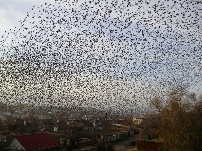 Вороны летают стаями