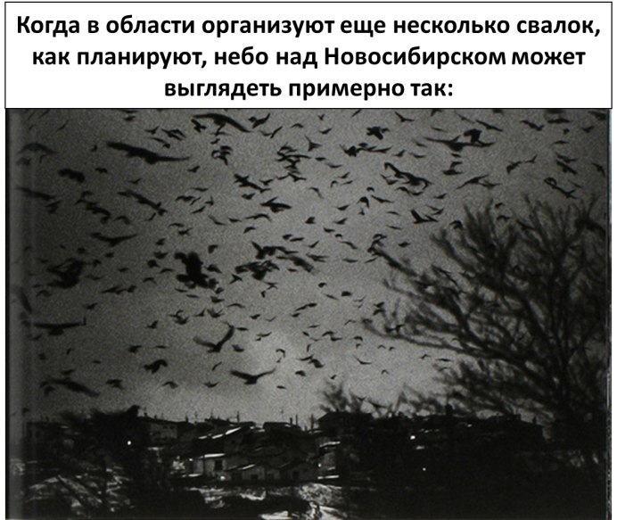 Птицы разлетаются