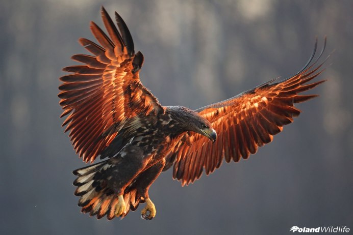 Красный ястреб фото