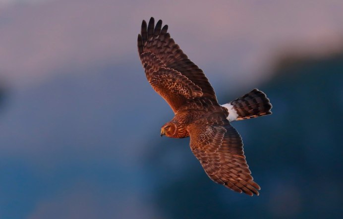 Пустельга Англия