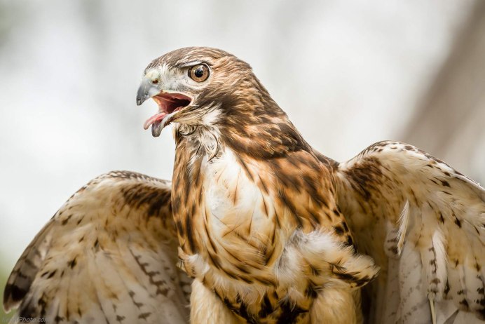 Хищные птицы Южного Урала