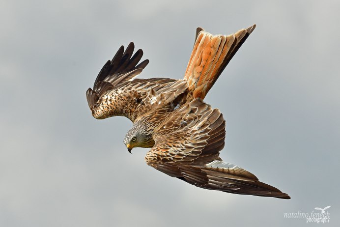 Канюк курганник