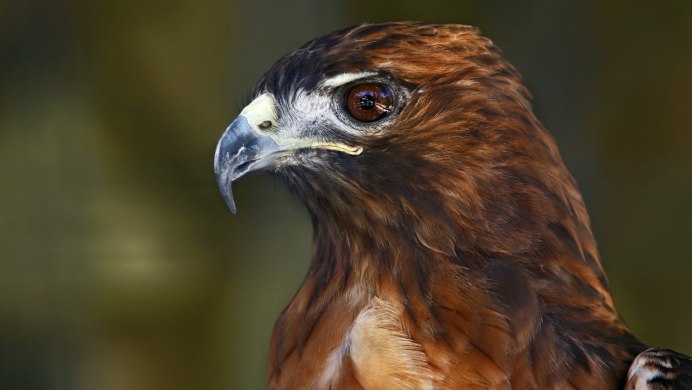 Коршун тетеревятник