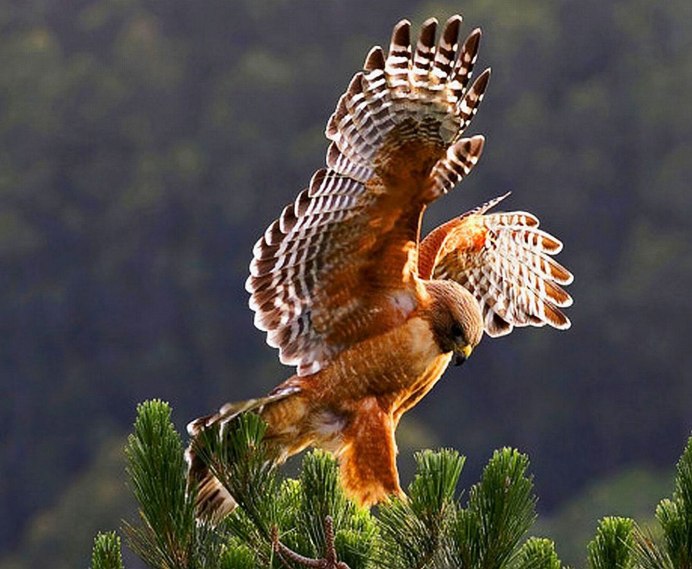 Красные Орлы