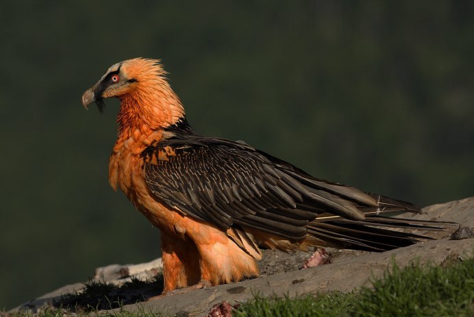 Логотипы команд ястреб