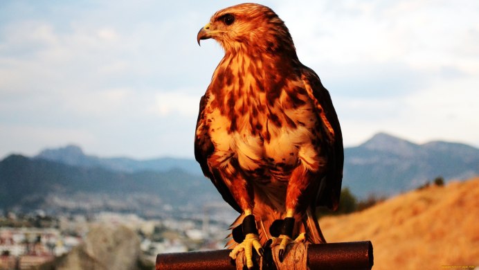 Хищные птицы Сокол ястреб