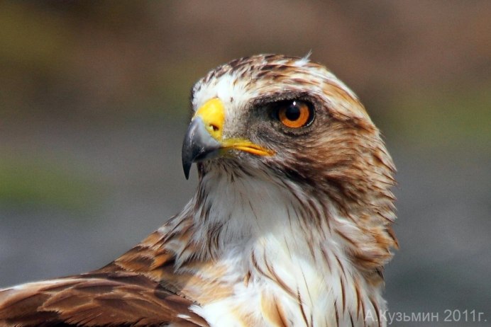 Сокол семейства ястребиных