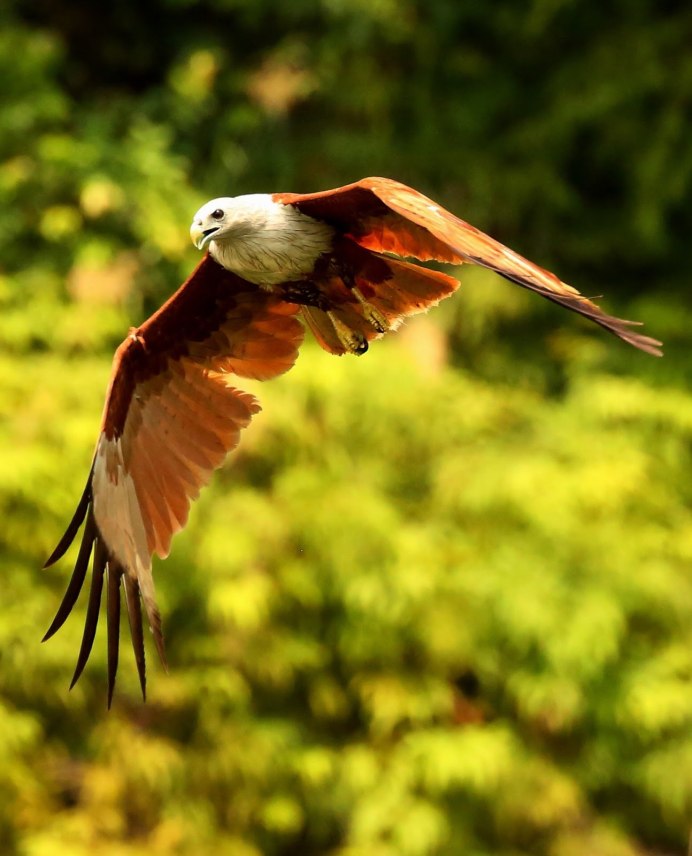 Краснохвостый ястреб