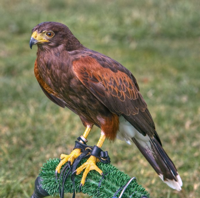 Беркут красная книга