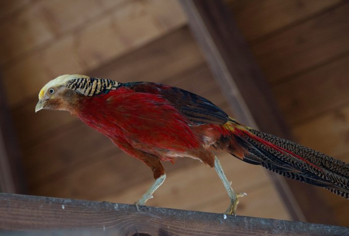 Природа птицы