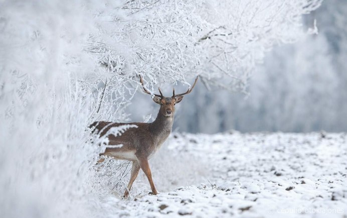 Олень в снегу