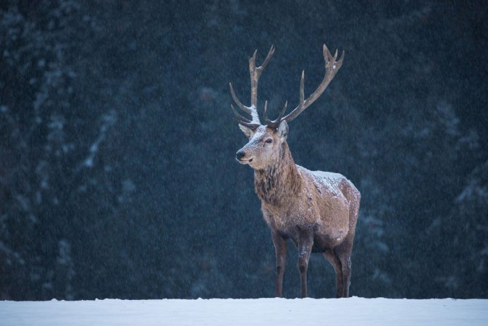 Олень зимой