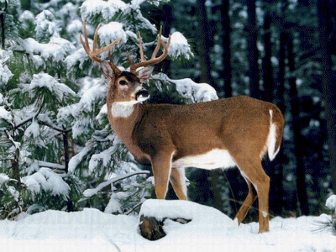 Олень зимой в лесу