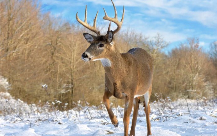 Косули Кивач