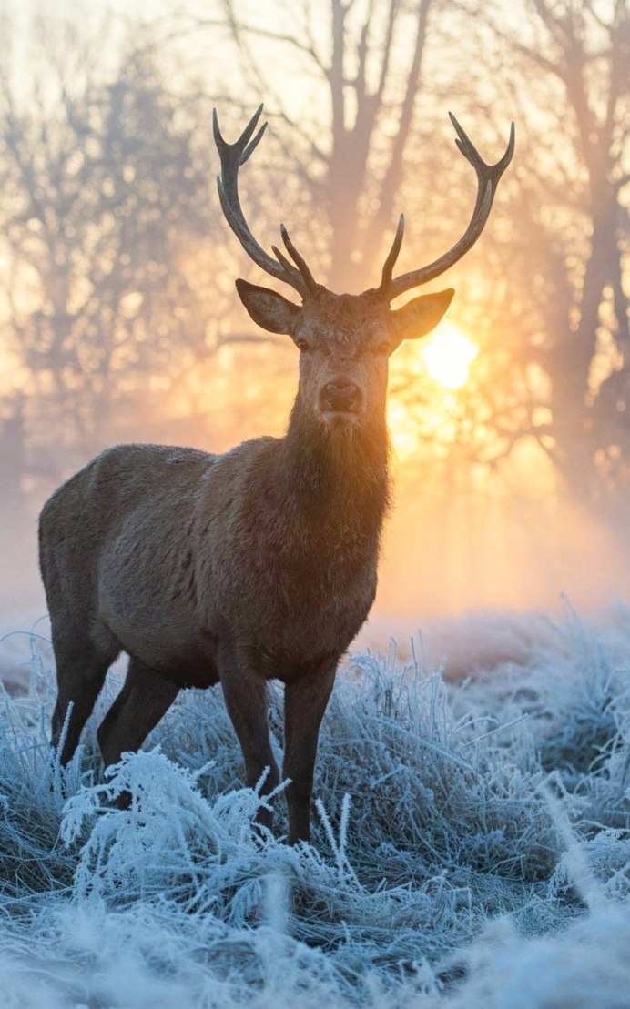 Олень в лесу