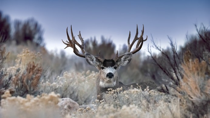 Северный олень