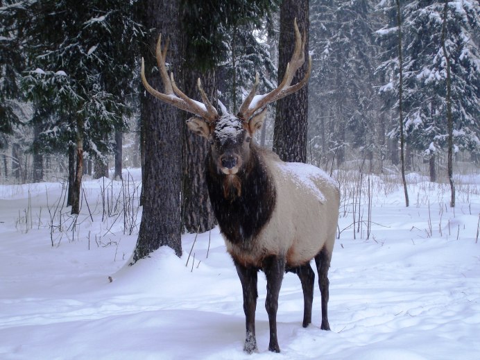 Олень в заснеженном лесу