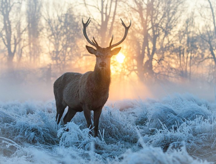 Благородный олень арт