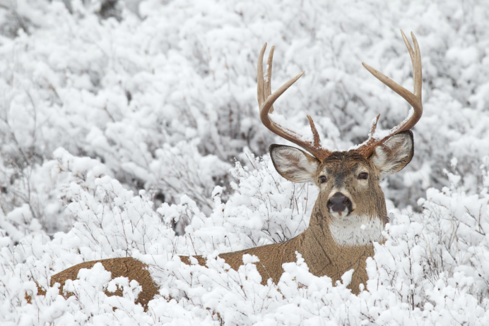 Олень зимой в лесу