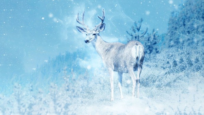 Олень обои