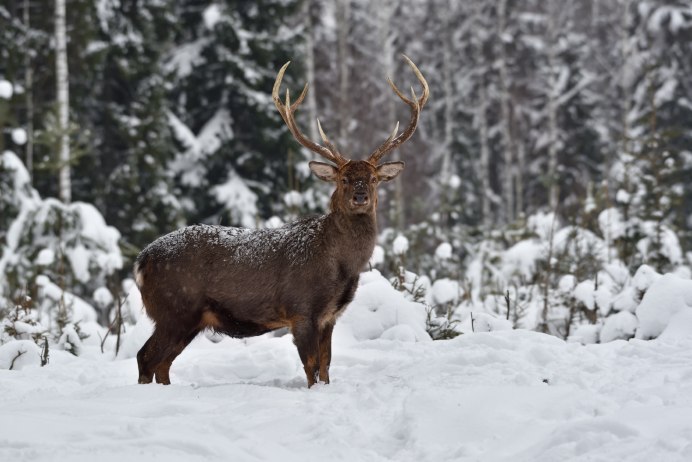 Олени маралы пятнистые