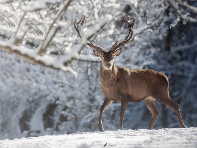Марал зимой