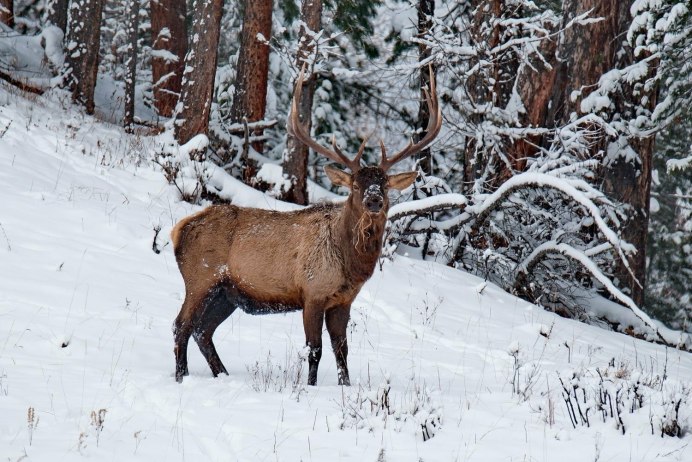 Северный олень Лапландия