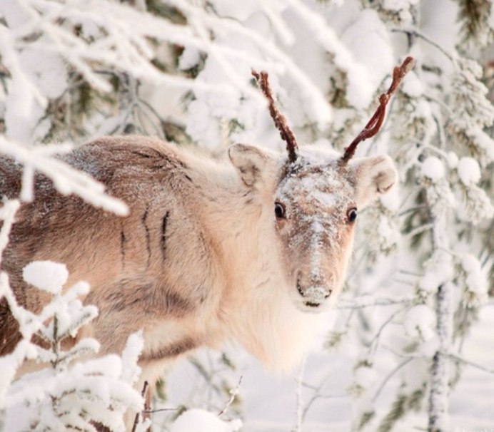 Зимние животные