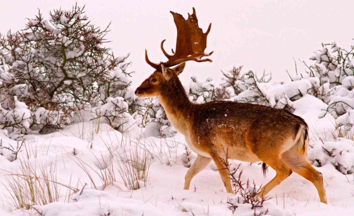 Олень в заснеженном лесу