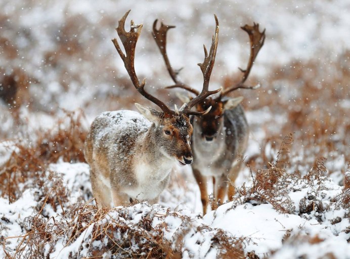 Грациозный олень