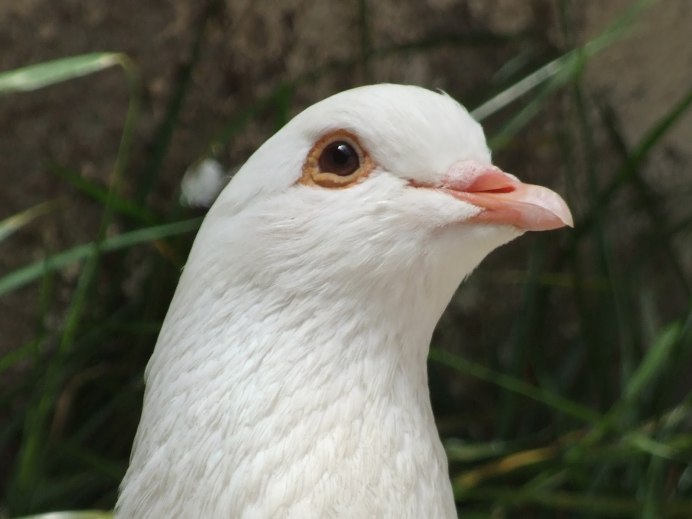 Клюв галки