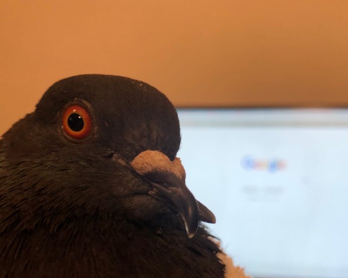 Dove голубь
