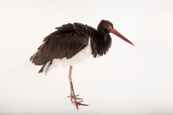 Black Stork черный Аист 5 лет