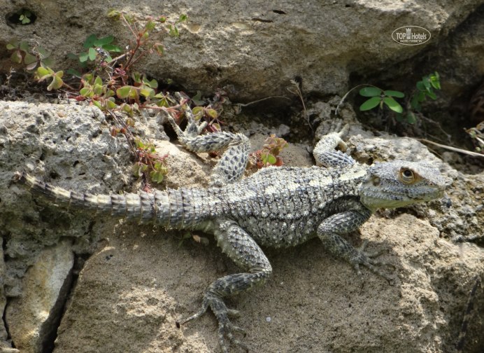 Stellagama Stellio