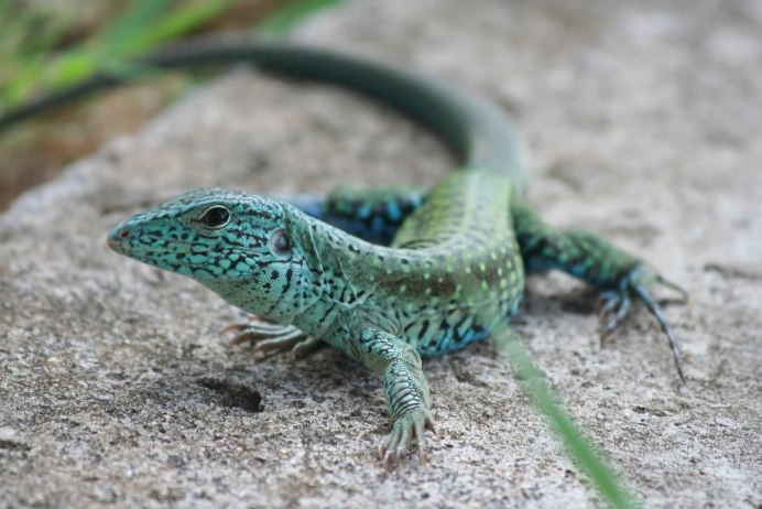 Stellagama Stellio