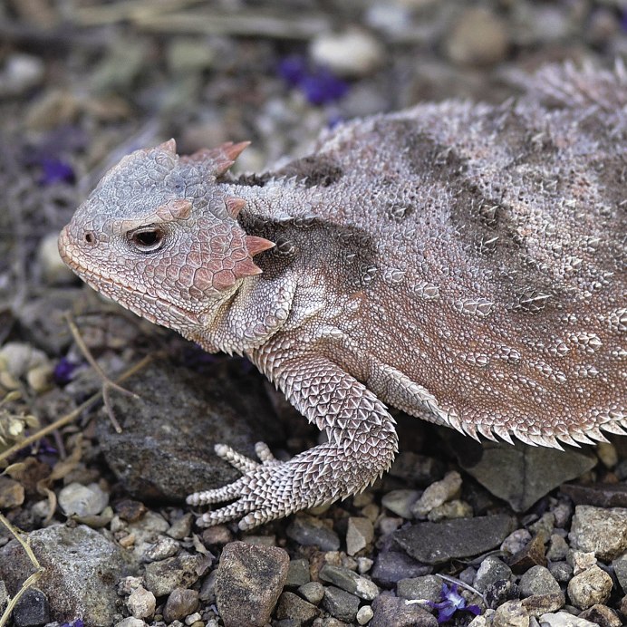 Transverse Gular Fold Lizard
