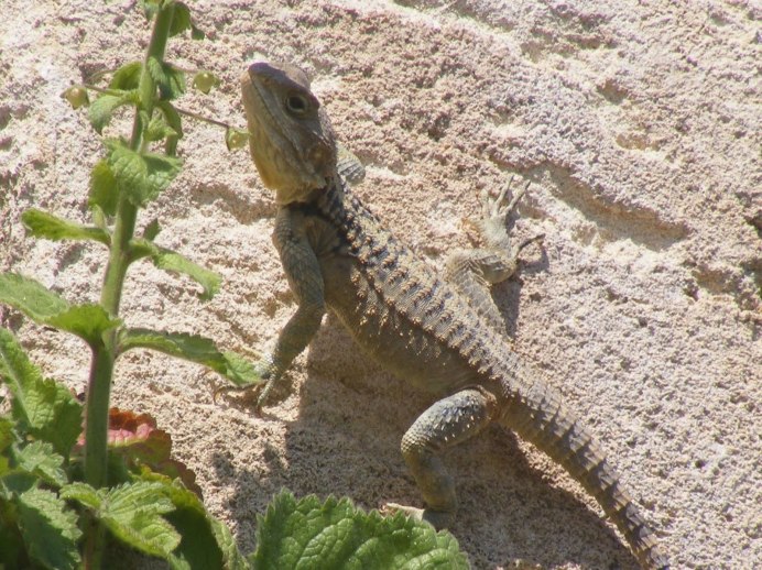 Stellagama Stellio