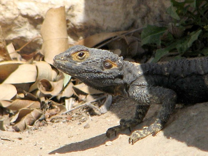 Древесная ящерица Acanthocercus atricollis