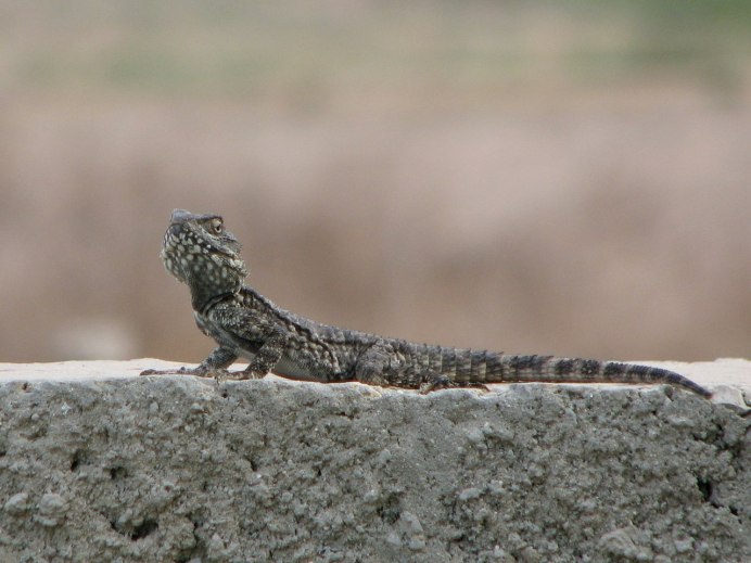 Stellagama Stellio