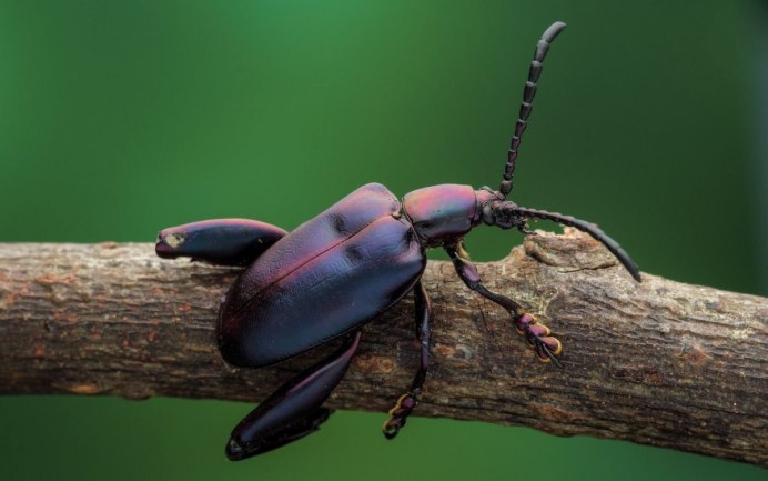 Клоп-солдатик – Pyrrhocoris apterus