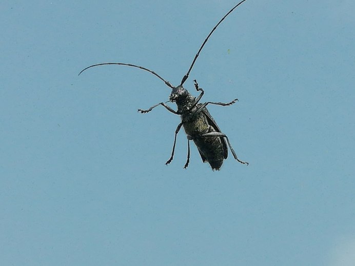 Allomyrina dichotoma