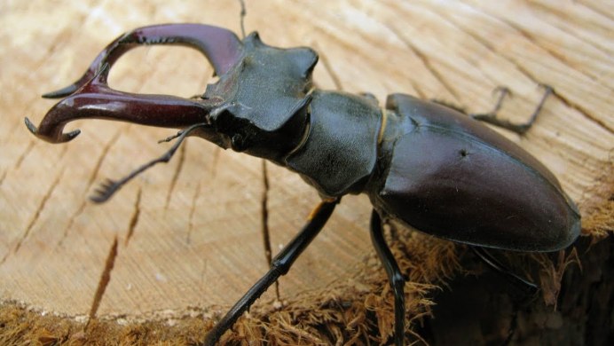 Xylotrechus Rusticus