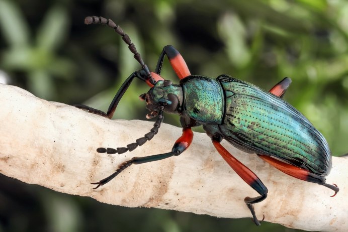 Жук усач Monochamus