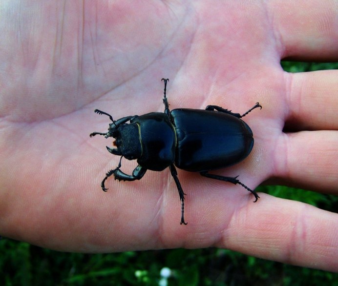 Gryllus Campestris