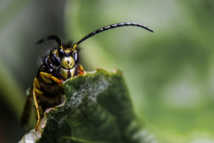 Жуки листоеды Chrysomelidae трещалка