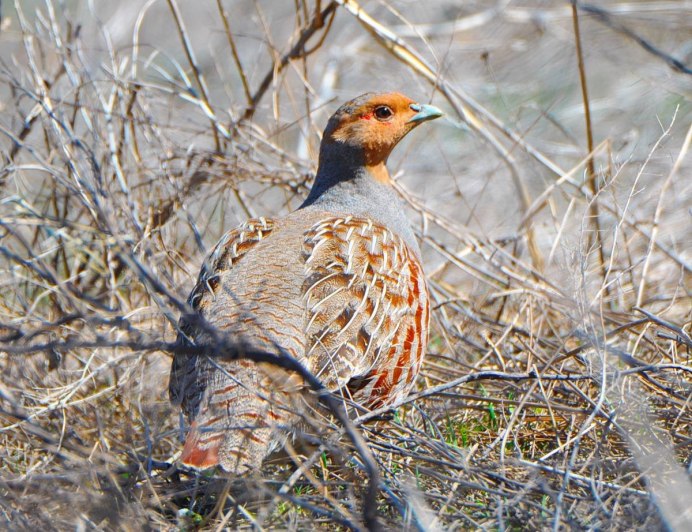 The Tibetan Snowcock (Tetraogallus tibetanus)